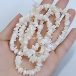 صدف چیپسی سفید